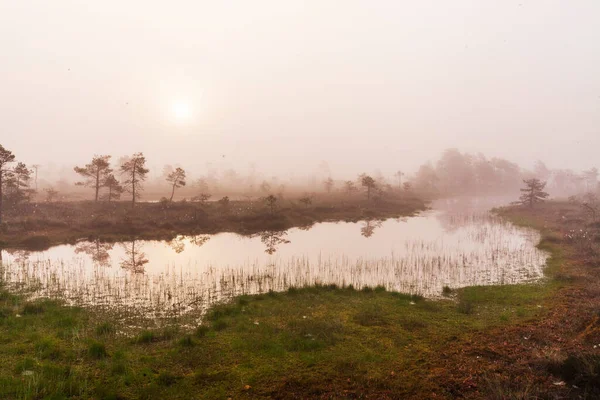 Uma Calma Bela Manhã Enevoada Deslumbrante Pântano Estoniano Verão Parque — Fotografia de Stock
