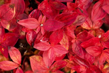 Kuzey bitkisi Dwarf cornel, Cornus suecica renkli yapraklar Laponya, Kuzey Finlandiya 'da sonbahar yaprakları boyunca.
