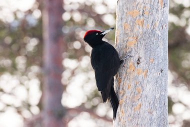 Kuzey Finlandiya 'nın Kuusamo kenti yakınlarındaki Tayga ormanında soğuk bir kış günü yaşlı ölü bir çam ağacında yaşayan büyük bir Avrupalı kuş Kara Ağaçkakan Dryocopus Martius.