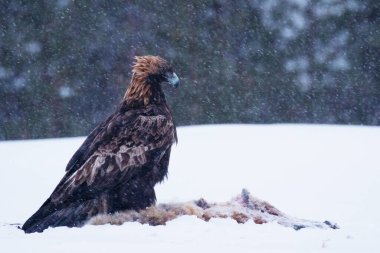 Görkemli avcı Altın Kartal, Aquila Chrysaetos, Kuzey Finlandiya, Kuusamo yakınlarında soğuk ve sert bir kış gününde bir leşle beslenir..