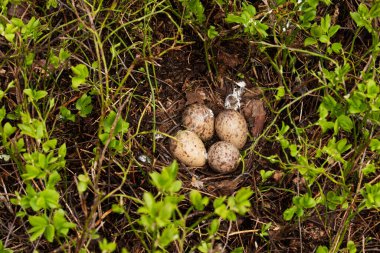 Üreme mevsiminde Estonya 'nın Boreal Ormanı' ndaki Scolopax rusticola adlı bir Avrasya ormanının yumurtalarının olduğu bir yuva..