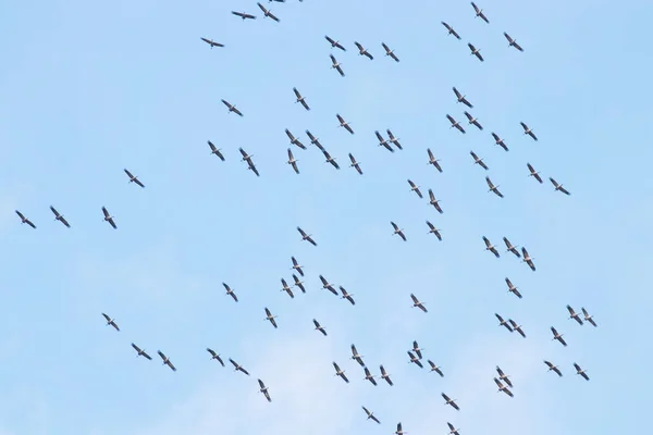 Una Gran Bandada Grúas Comunes Grus Grus Volando Durante Migración — Foto de Stock