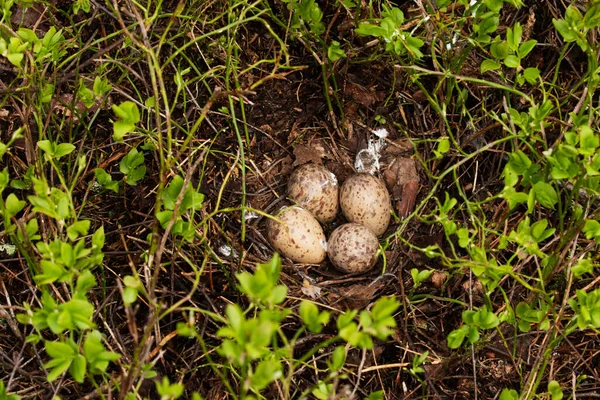 Ein Nest Mit Eiern Eines Waldschnepfens Scolopax Rusticola Estnischen Borealwald — Stockfoto