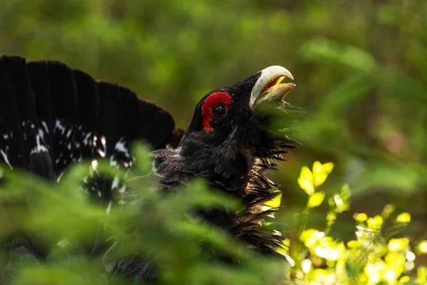 A close-up portrait of a northern wild bird Western capercaillile (Tetrao urogallus) in a lush and green boreal forest of Estonia, Northern Europe.