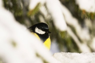 A small and colorful songbird Great tit (Parus major) on a snowy spruce branch in a winter wonderland, coniferous boreal forest of Estonia, Northern Europe.
