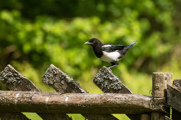 Small Juvenile Eurasian Magpie Pica Pica Standing Wooden Fence Rural — Stock Photo, Image