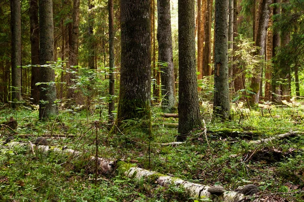 Una Lussureggiante Foresta Boreale Estone Vecchia Crescita Con Grandi Alberi — Foto Stock