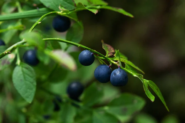 Primer Plano Arándano Silvestre Comestible Delicioso Vaccinium Myrtillus — Foto de Stock