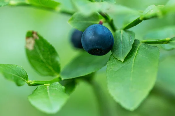 Primer Plano Arándano Silvestre Comestible Delicioso Vaccinium Myrtillus — Foto de Stock