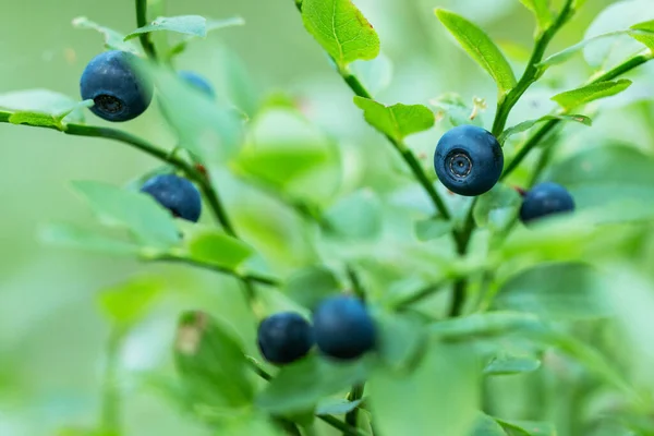 Close Edible Delicious Wild Blueberry Vaccinium Myrtillus — Stock Photo, Image