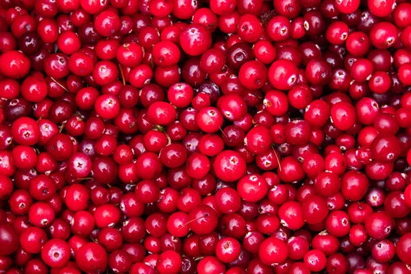 Stack Freshly Picked Edible Wild Cranberries Oxycoccus Palustris Autumn Season — Stock Photo, Image