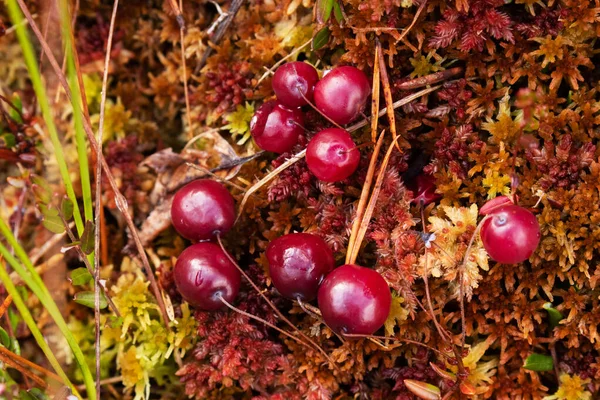 Bunch Ripe Red Wild Cranberries Oxycoccus Palustris Growing Colorful Moss — Stock Photo, Image