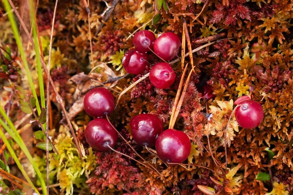 Montón Arándanos Salvajes Maduros Rojos Oxycoccus Palustris Creciendo Musgo Colorido — Foto de Stock