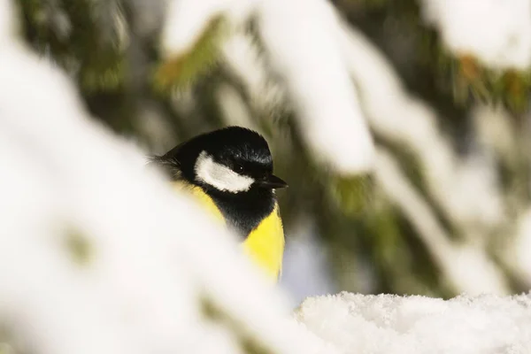 Small Colorful Songbird Great Tit Parus Major Snowy Spruce Branch — Stock Photo, Image