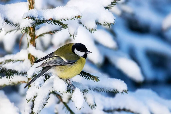 Small Colorful Songbird Great Tit Parus Major Snowy Spruce Branch — Stok fotoğraf