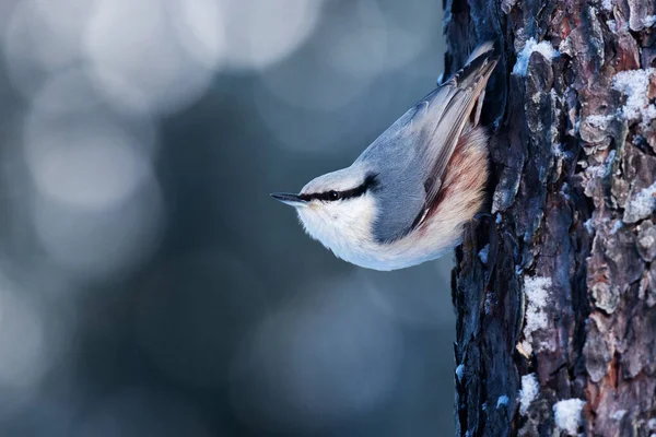 Europese Wintervogel Euraziatische Nuthatch Sitta Europaea Ondersteboven Dennenschors Besneeuwd Boreaal — Stockfoto