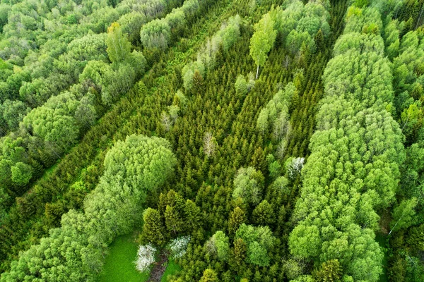 Antenna Campi Agricoli Piantati Con Abeti Rossi Estonia Nord Europa — Foto Stock