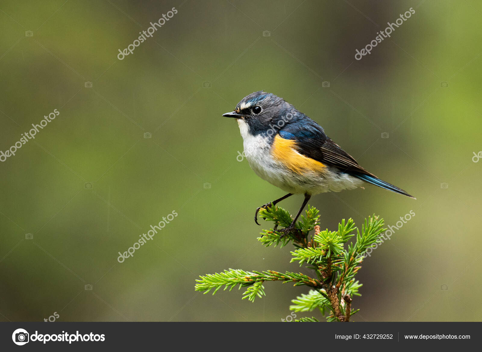 Red-flanked Bluetail - Tarsiger cyanurus - Species Information and