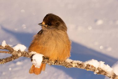 Kuzey Finlandiya 'nın başkenti Kuusamo' da, soğuk bir sabah gündoğumu sırasında, sevimli ve pofuduk Sibirya kuşu Perisoreus infaustus karda.