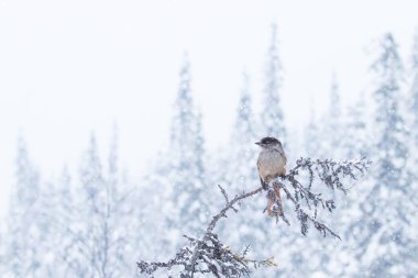 Tatlı Sibirya kuşu, Perisoreus infaustus, soğuk bir tayga ormanında şiddetli bir kar yağışı sırasında, Finlandiya 'nın Laponya, Kuzey Avrupa' nın kış harikalar diyarı.