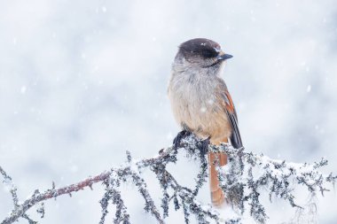 Tatlı Sibirya kuşu, Perisoreus infaustus, soğuk bir tayga ormanında şiddetli bir kar yağışı sırasında, Finlandiya 'nın Laponya, Kuzey Avrupa' nın kış harikalar diyarı.