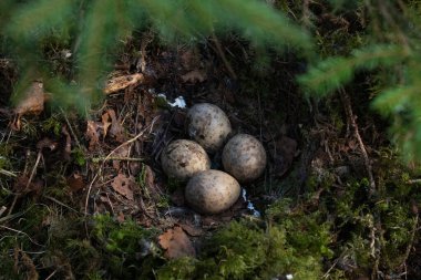 Üreme mevsiminde Estonya 'nın Boreal Ormanı' ndaki Scolopax rusticola adlı bir Avrasya ormanının yumurtalarının olduğu bir yuva..