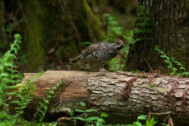 Kuzey Avrupa, Estonya 'da bahar mevsiminde yeşil, yemyeşil ve eski bir boreal ormanında erkek bir Hazel kekliği, Tetrastes bonasia.