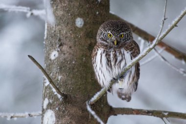 Avrasya Pigme Baykuşu (Glaucidium passerinum) küçük ve ciddi görünümlü bir yırtıcı kuş Estonya 'nın kuzeyindeki kozalaklı kozalaklı ormanında bir yabancıya bakıyor..