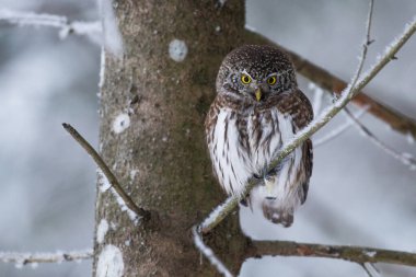 A small and serious looking small bird of prey Eurasian Pygmy Owl (Glaucidium passerinum) staring at a trespasser in a northern, wintery coniferous forest, Estonia. clipart