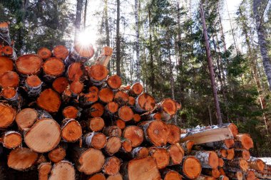 Estonya 'nın sıkıcı ormanlarında yeni kesilmiş kütükler..