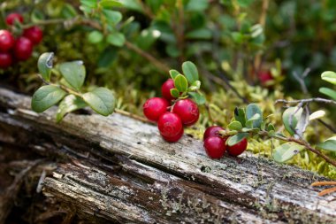 Kuzey Avrupa, Estonya 'nın sonbahar kozalaklı kozalaklı Borel ormanlarında taze, yenilebilir ve lezzetli inek üzümü / yaban mersini (Aşı vitis-idaea) kuzey lezzeti.