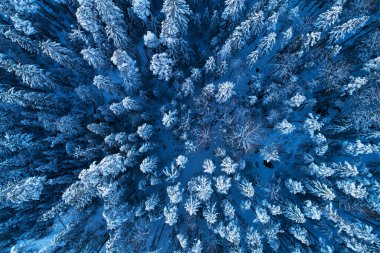 Kış Harikalar Diyarı 'nda hava manzarası. Karlı Boreal kozalaklı orman. Kuzey Avrupa, Estonya doğasında donmuş çam ve ladin var..
