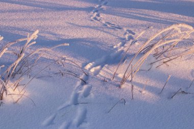 Estonya doğasında soğuk bir kış sabahı pembemsi gündoğumunda kar üzerinde bir hayvan yolu..