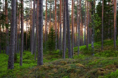 Summery lush Pine grove boreal forest in the evening in Estonian wild nature, Northern Europe. clipart