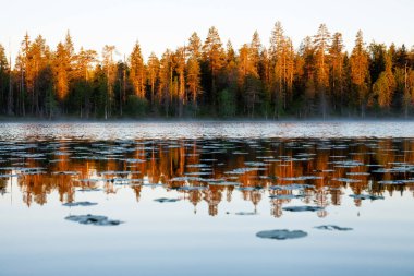 Fin doğasında sisli kuzey taiga ormanı arasındaki gölün kenarında sabah güneşi doğuyor..