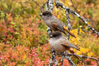 Kuzey Finlandiya, Kuusamo yakınlarındaki Valtavaara tepesinde renkli bir sonbahar yeşilliğinin ortasında, Perisoreus infaustus adında bir çift meraklı ve şirin Sibirya jeti..