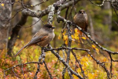 Kuzey Finlandiya, Kuusamo yakınlarındaki Valtavaara tepesinde renkli bir sonbahar yeşilliğinin ortasında, Perisoreus infaustus adında bir çift meraklı ve şirin Sibirya jeti..