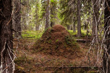 Kuzey Avrupa 'da yaz mevsiminde Finlandiya' nın kozalaklı taiga ormanlarında büyük ve yüksek karıncalar yuva yapar..