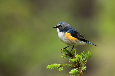 Kuzey Finlandiya, Kuusamo yakınlarındaki eski bir yamaç kozalaklı Taiga ormanının ortasında güzel bir erkek kırmızı kanatlı (Tarsiger siyanurus)..
