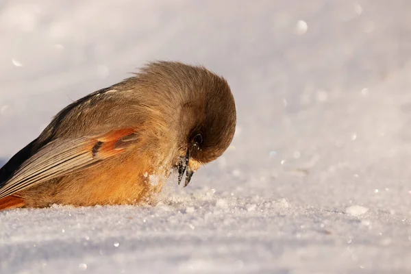 Schattige Gezwollen Noordelijke Vogel Siberische Gaai Perisoreus Infaustus Sneeuw Tijdens — Stockfoto