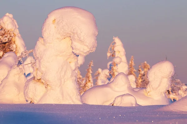 Neve Verdadeiramente Mágica Cobriu Árvores Com Uma Luz Rosada País — Fotografia de Stock