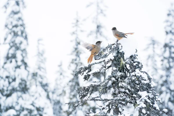 Tender moment of a pair of small and cute Siberian jays, Perisoreus infaustus, during a cold winter day in Finnish Lapland, Northern Europe.