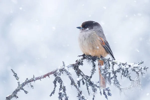 在北欧芬兰拉普兰的冬季仙境 在一片寒冷的针叶林里 在一场大雪中 美丽的西伯利亚鸟 Perisoreus Infaustus — 图库照片