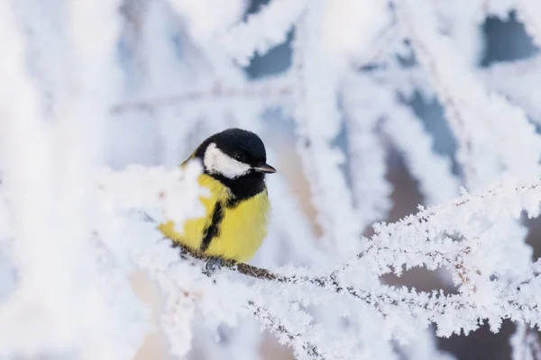 Cute Colorful Winter Songbird Great Tit Parus Major Morning Frost — Stockfoto