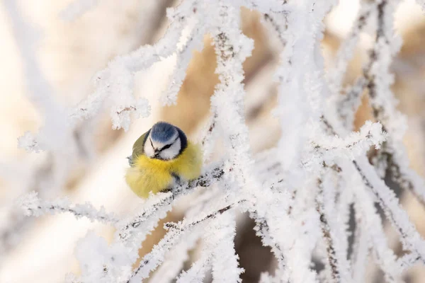 Small Blue Tit Cyanistes Caeruleus Middle Winter Wonderland Morning Frost — Stockfoto