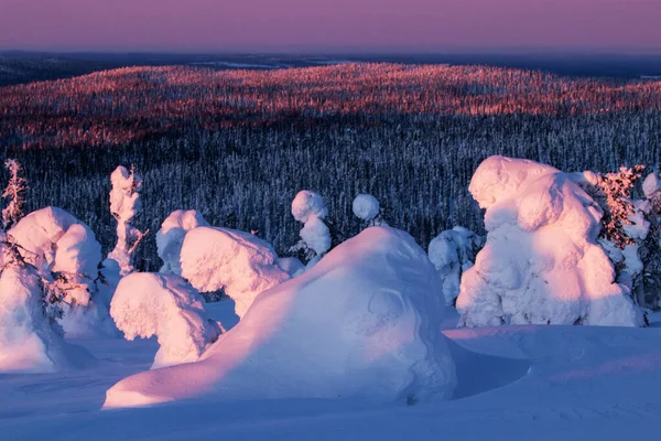 Luz Rosa Fuerte Los Árboles Cubiertos Con Gruesa Capa Nieve — Foto de Stock