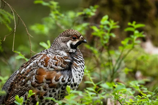 Male Hazel Grouse Tetrastes Bonasia Green Lush Old Boreal Forest — Stock Photo, Image