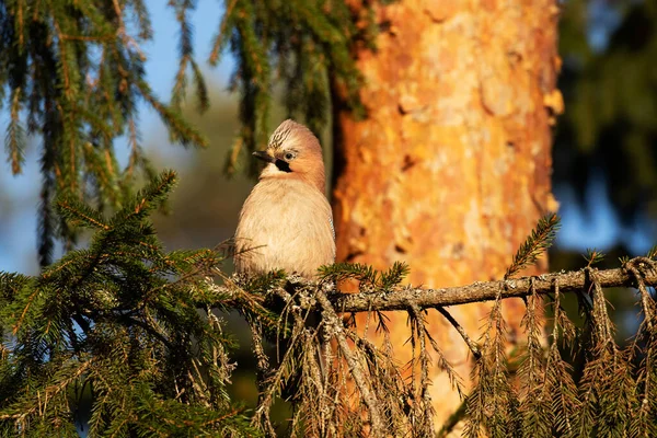 Geai Eurasie Soufflé Garrulus Glandarius Perché Sur Une Branche Épinette — Photo