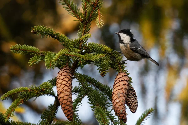 European Small Songbird Coal Tit Periparus Ater Looking Some Spruce — Stockfoto