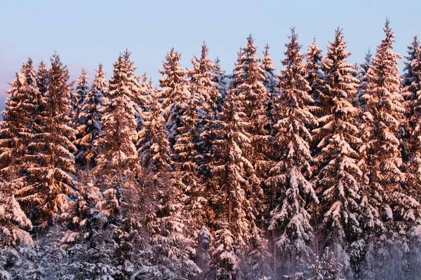 Piękny Śnieżny Las Świerkowy Iglasty Podczas Chłodnego Porannego Słońca Zimowej — Zdjęcie stockowe